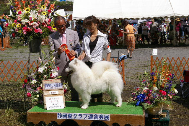 JAPANESE CHAMPION KALASKA AUSSIE MAID